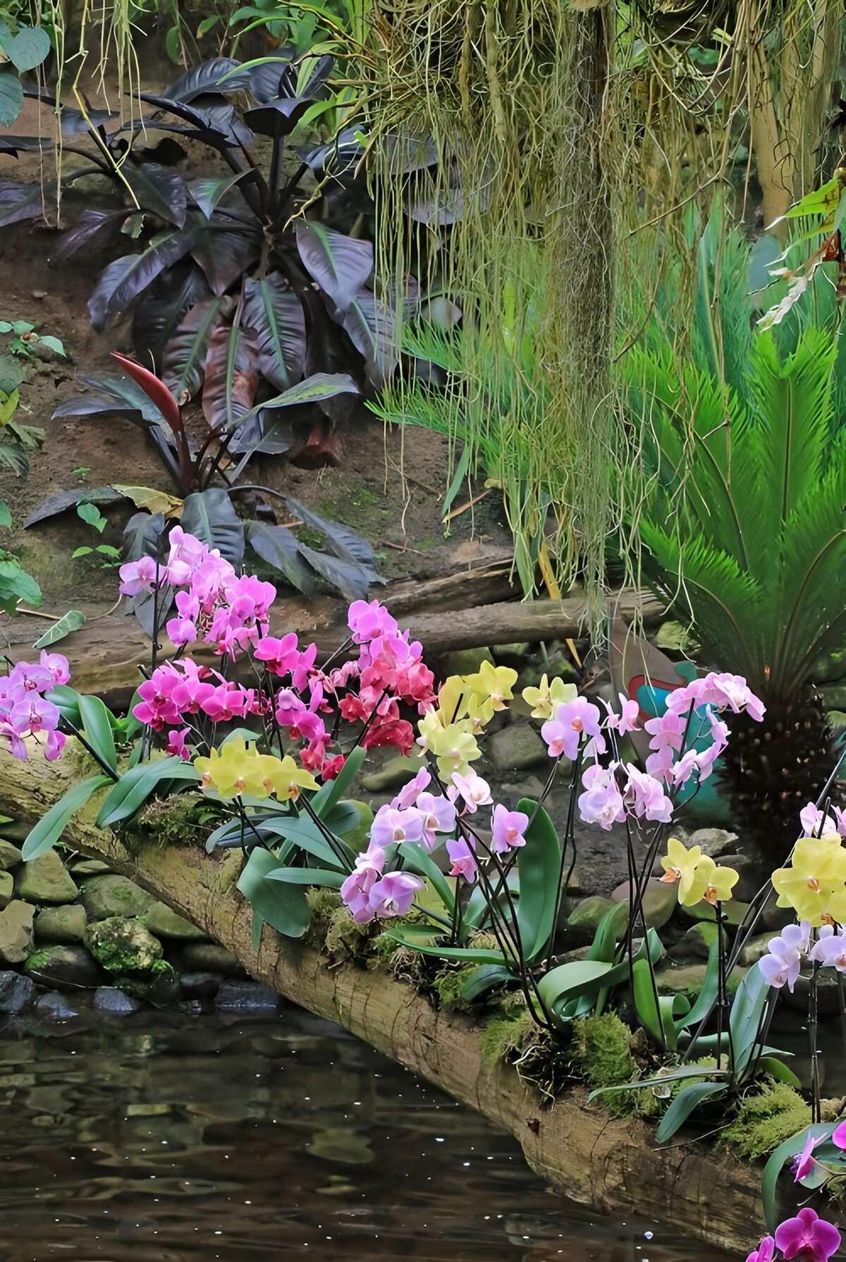 Colourful orchids beside a shaded pond