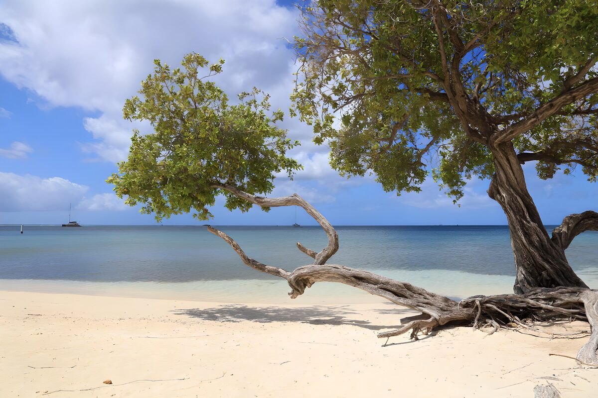 Sunlit beach tree beside turquoise water