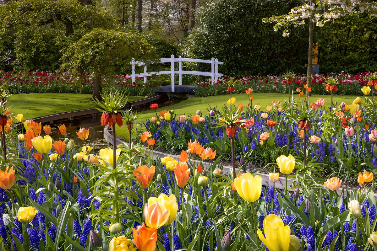 Spring tulips beside a quiet waterway