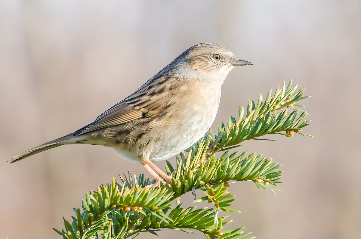 Dunnock on a sunlit conifer branch