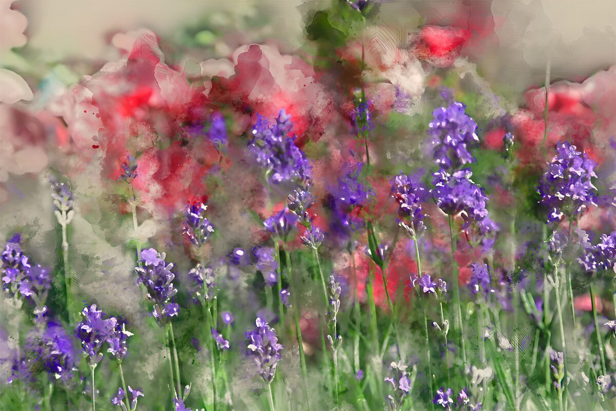 Lavender and pink blooms in soft focus