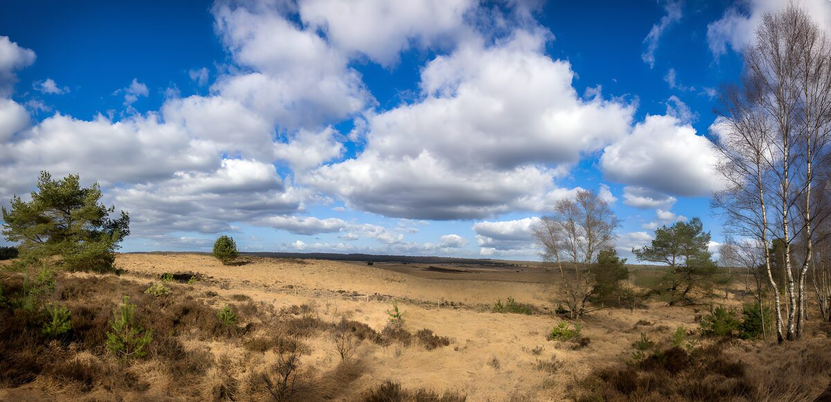 Sandy heath framed by pines and birches