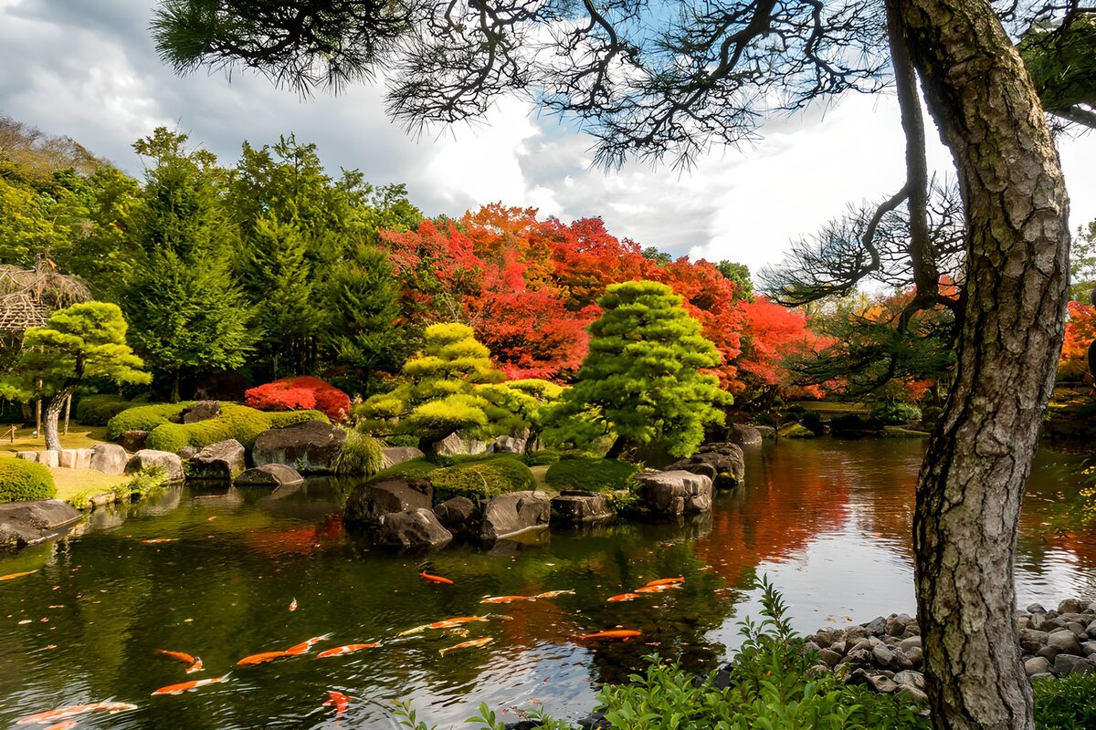 Koi pond with warm autumn foliage