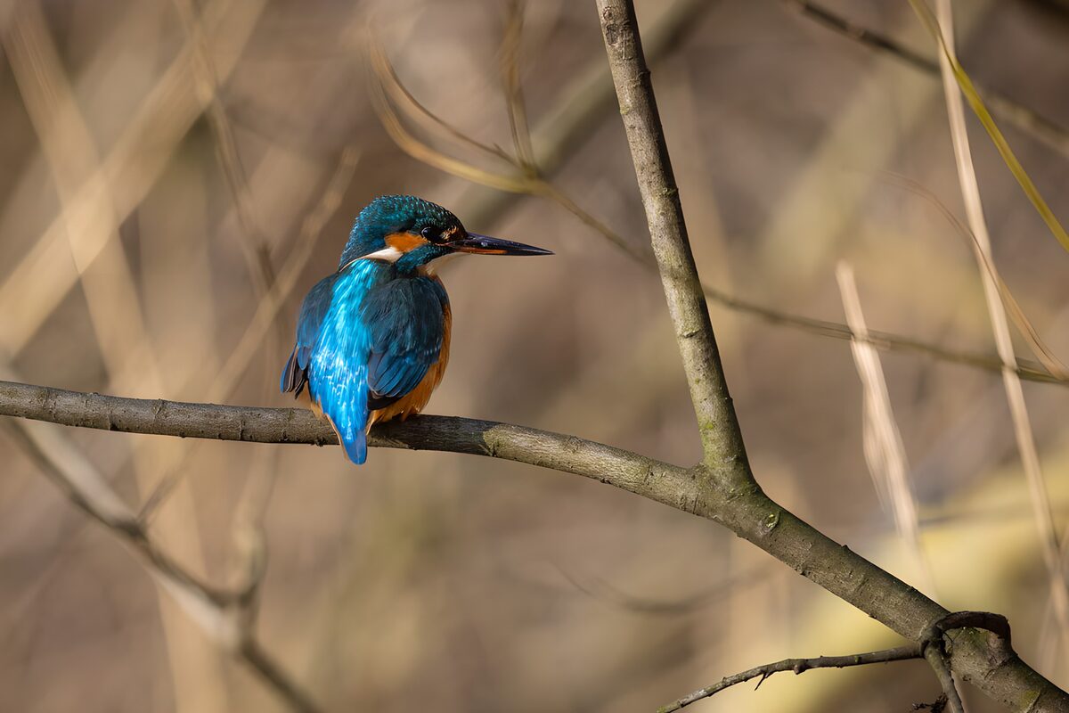 Kingfisher on a bare branch, keeping watch
