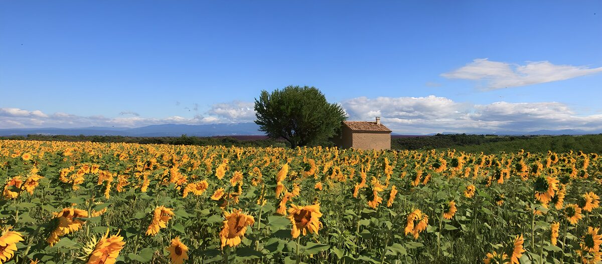 Sunflower field and house in summer light