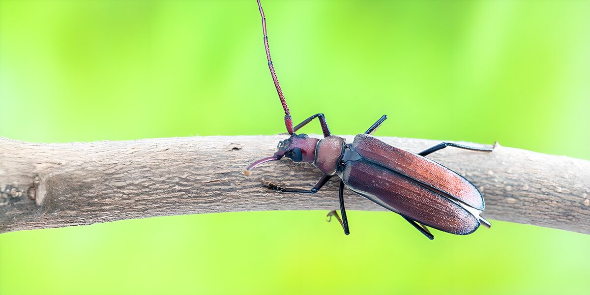 Brown longhorn beetle on weathered wood
