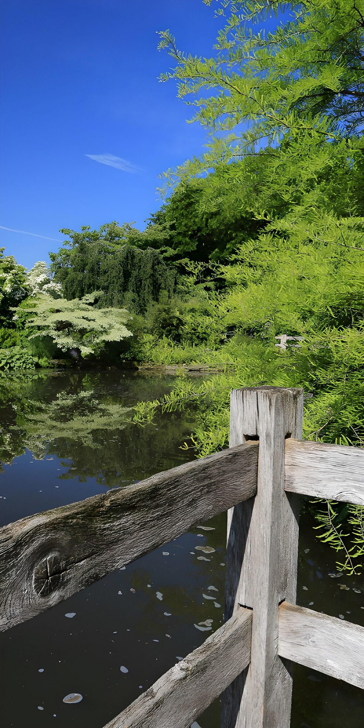 Leafy pond beyond a weathered railing