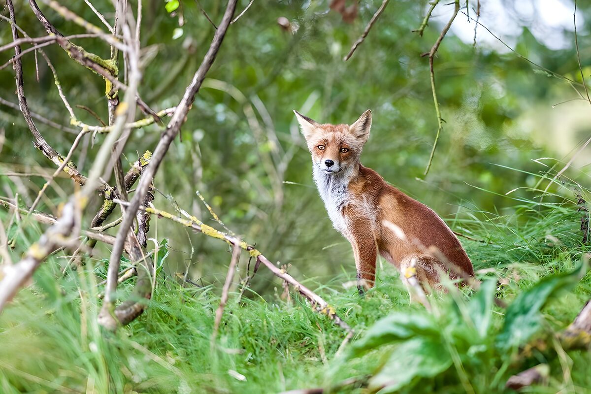 Red fox sitting in lush woodland grass
