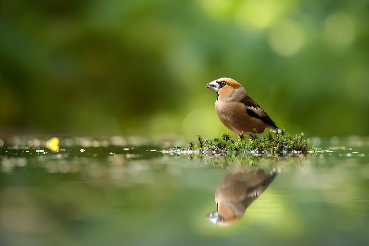 Hawfinch reflected in still green water