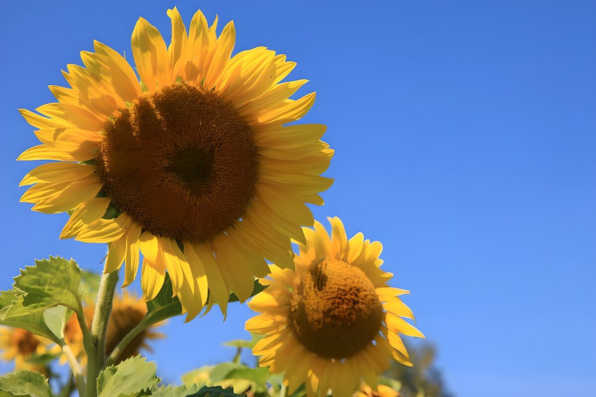 A sunflower reaching into the blue