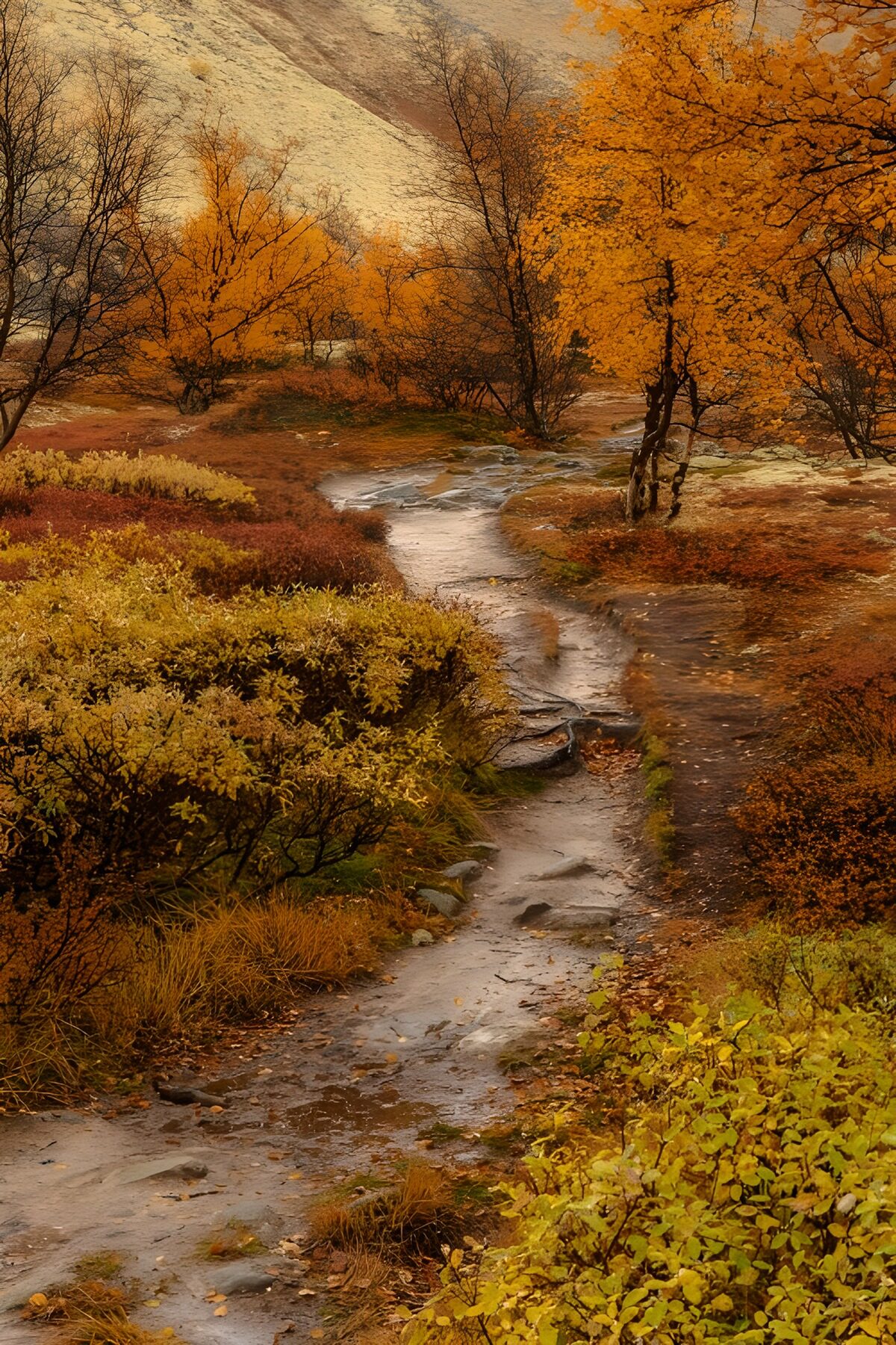 Wet woodland path in autumn gold