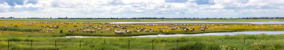Sheep grazing beside a winding channel