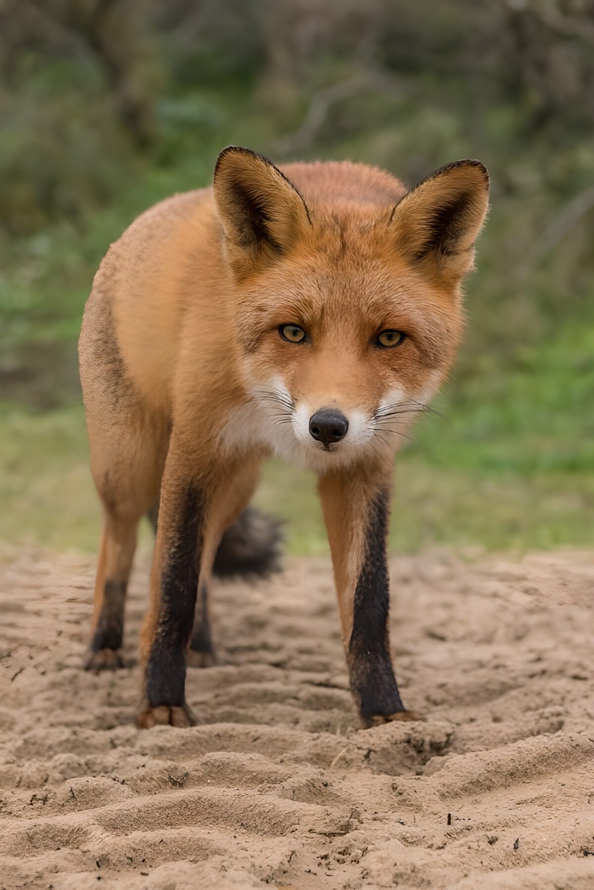 Red fox standing alert on pale sand