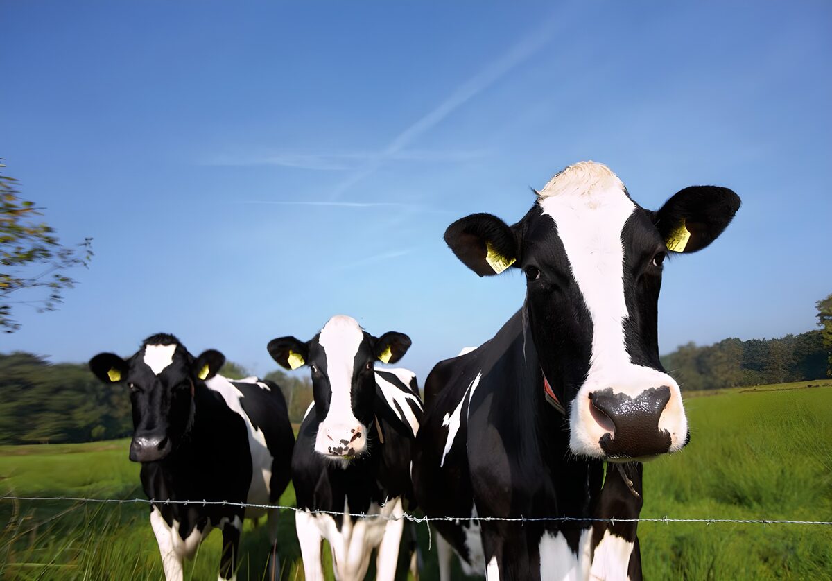 Three black-and-white cows at the fence