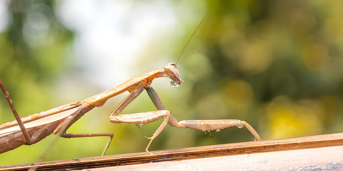 Praying mantis with a water droplet