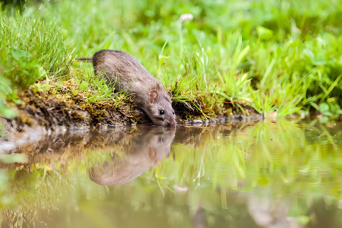 Rat drinking by a sunlit grassy bank
