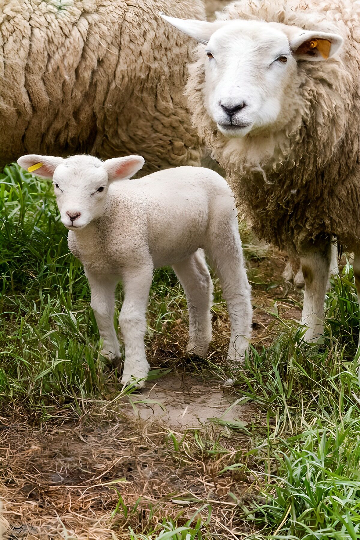 White lamb beside a woolly sheep