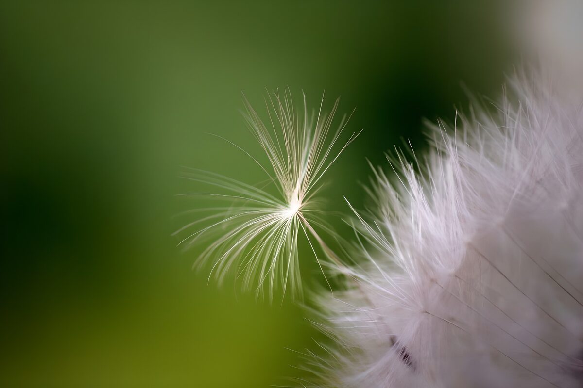 White seed fluff against soft green