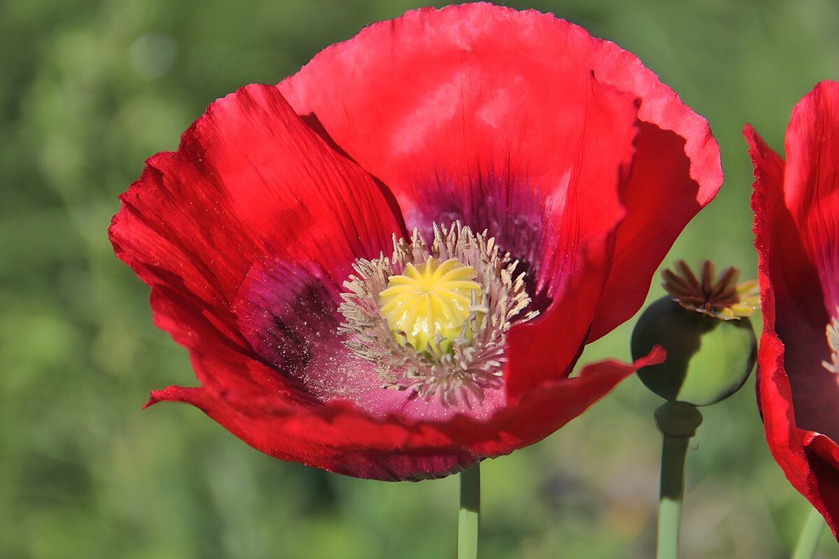 Red poppy and seed pod in sunshine