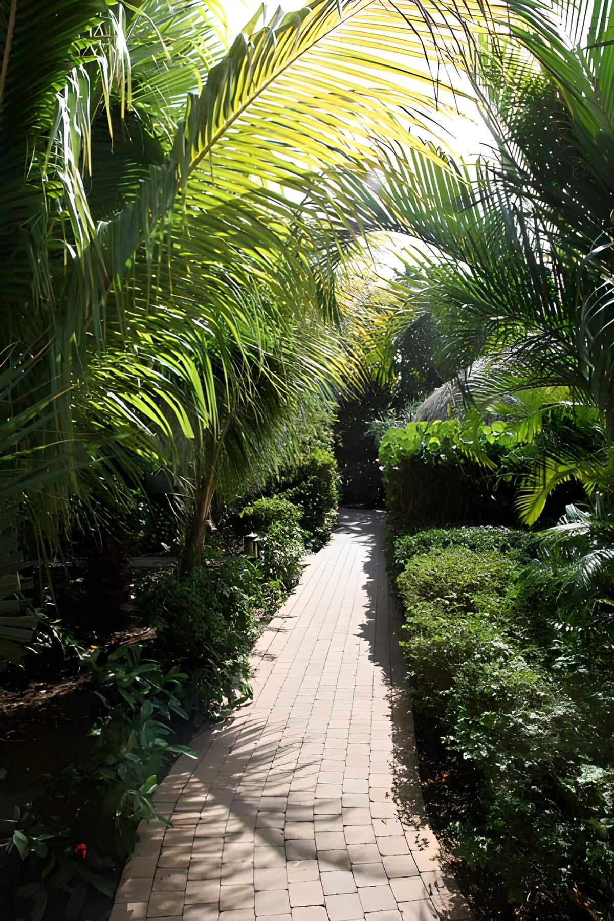 Sunlit path beneath tropical palms