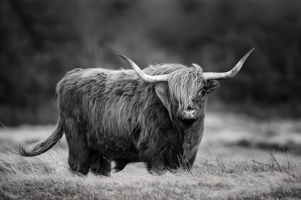 Shaggy Highland cow in black and white