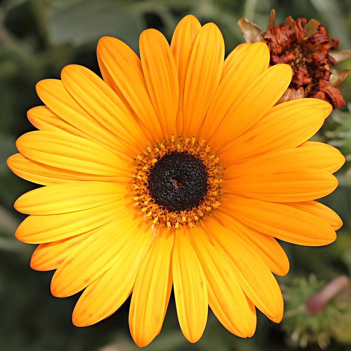 Yellow and orange bloom in sunlight