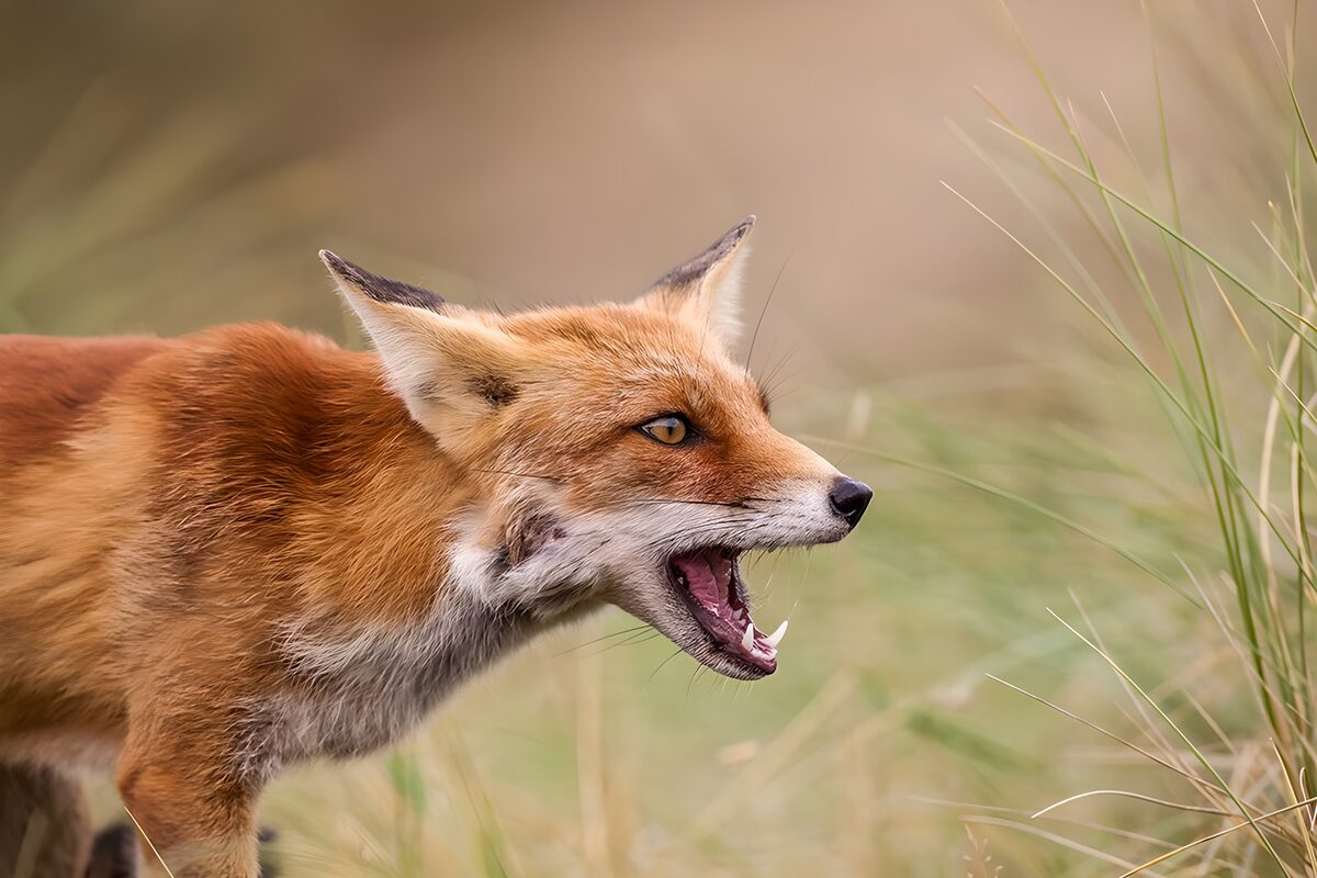 Red fox in profile, teeth on show