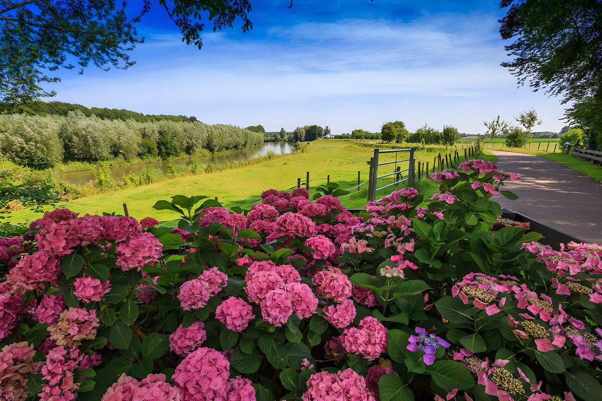 Pink hydrangeas beside a sunny meadow