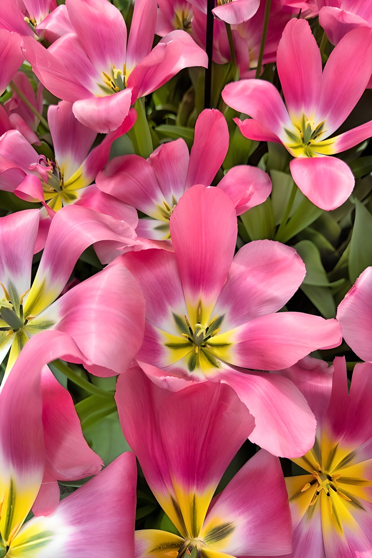 A ripple of pink tulip petals