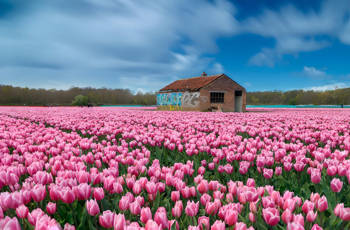 Pink tulips and a weathered brick barn