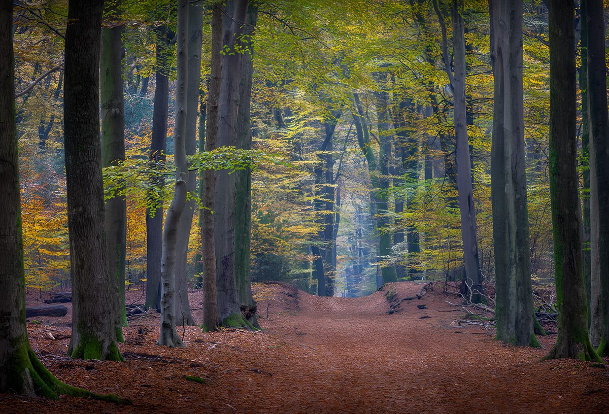 An autumn path fading into woodland haze