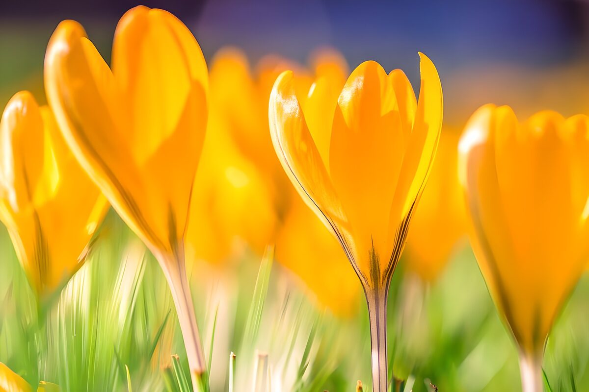 Yellow crocuses in the sunshine