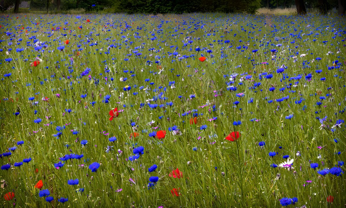 Sunlit meadow of cornflowers and poppies