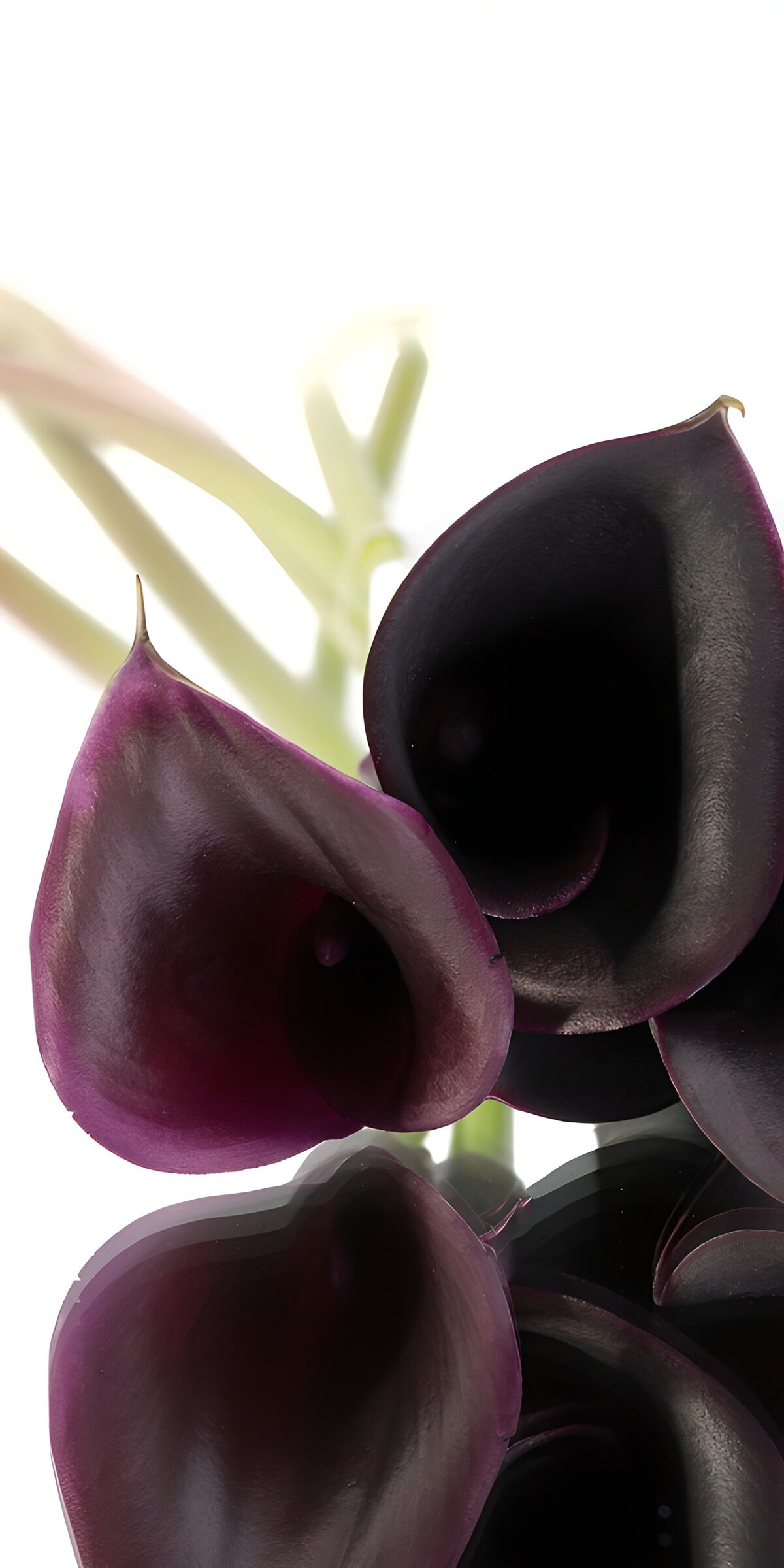 Dark purple calla lilies in soft light