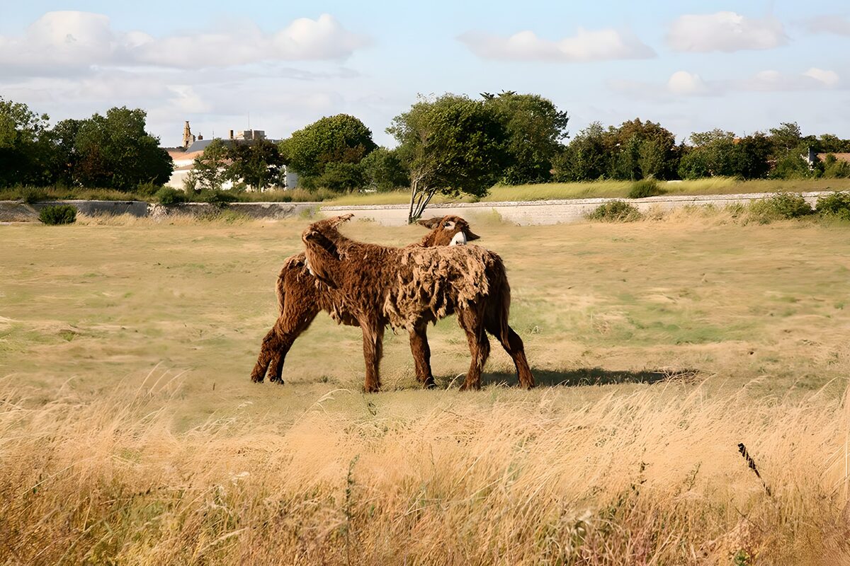 Two shaggy sheep in a sunlit field
