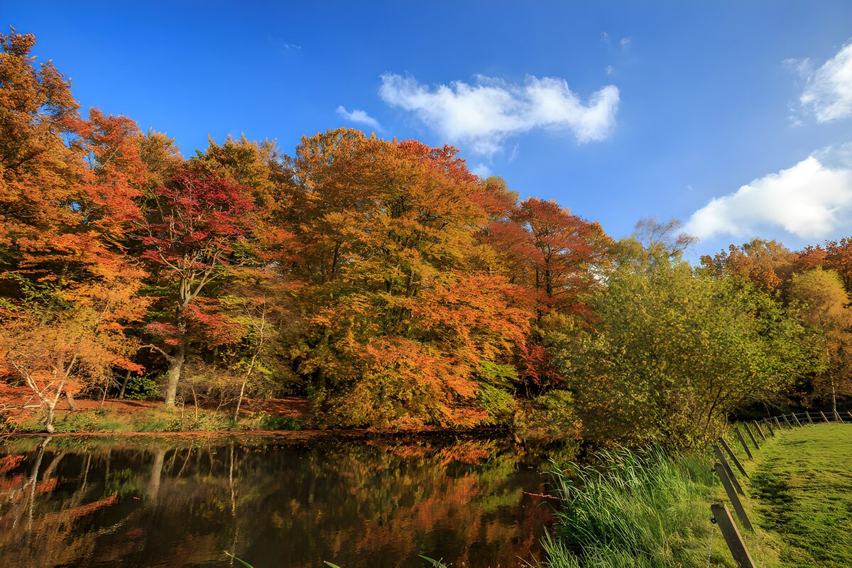Autumn colour by a quiet pond