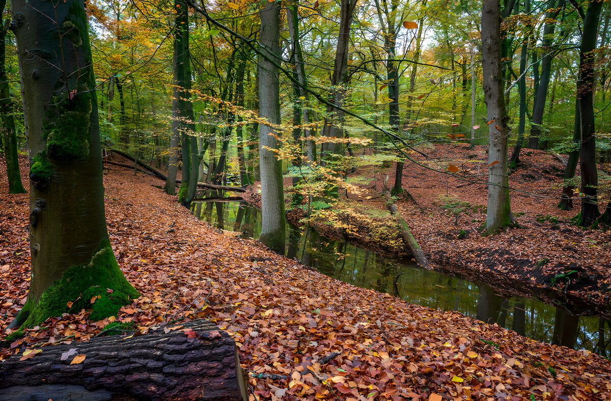 Still stream through autumn woodland