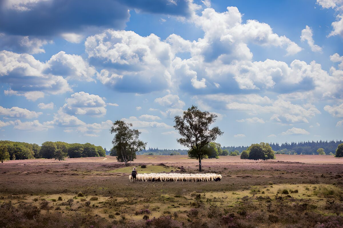 Sheep and shepherd under a wide sky