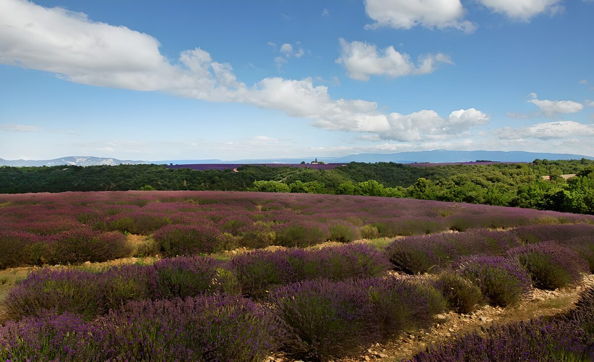 Lavender fields under a bright summer sky