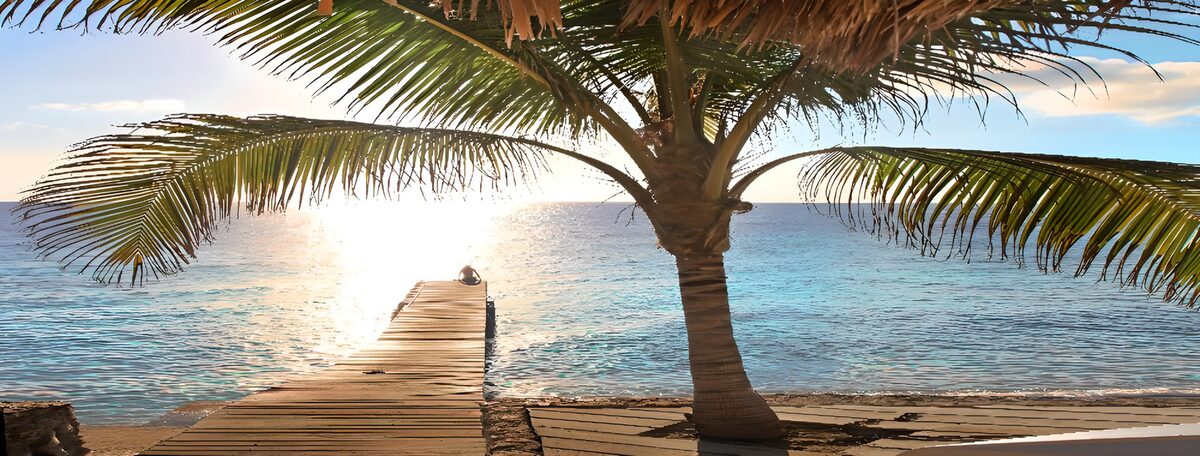 Palm tree and pier in warm coastal light