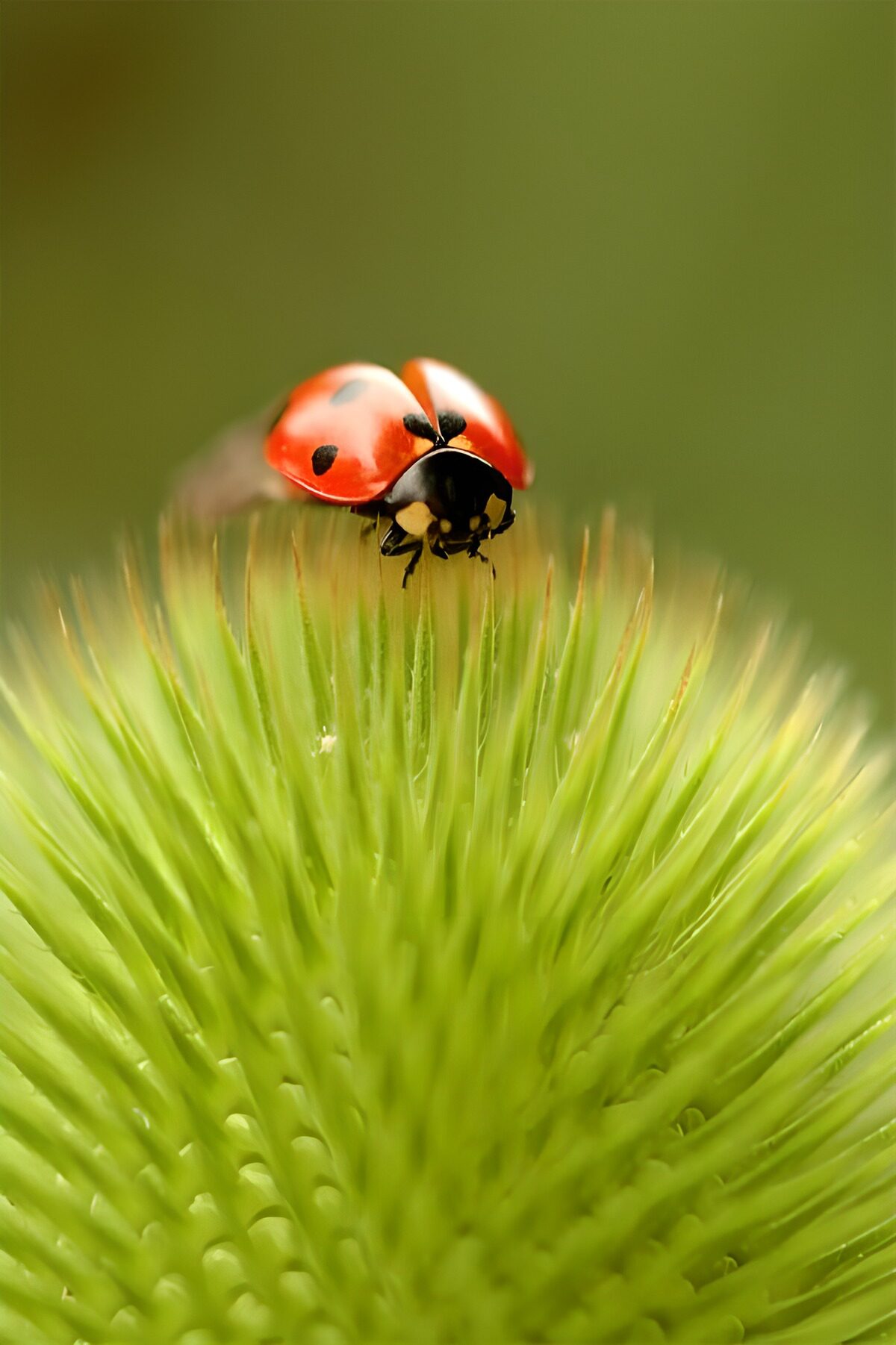Ladybird perched on bright green bristles