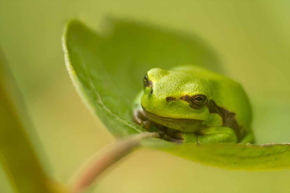 Green tree frog resting on a curved leaf