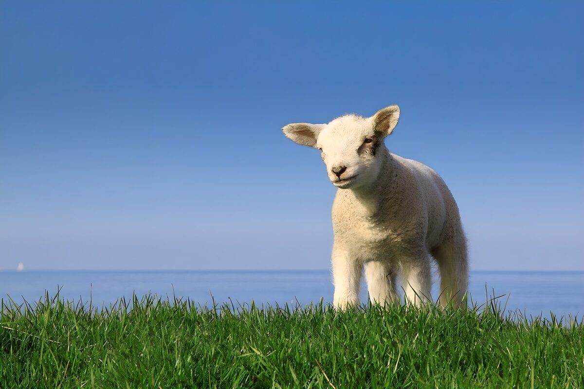 Lamb in sunlit grass beside blue water