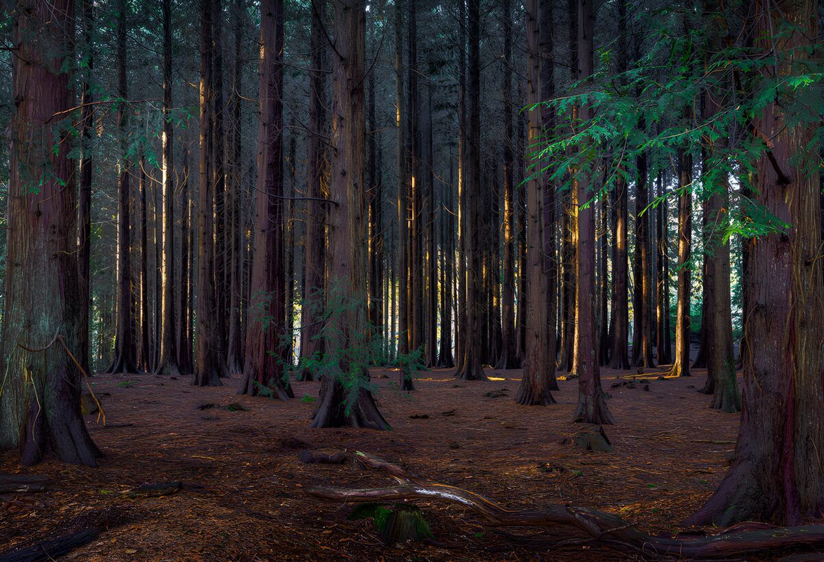 Tall conifers in dappled sunlight