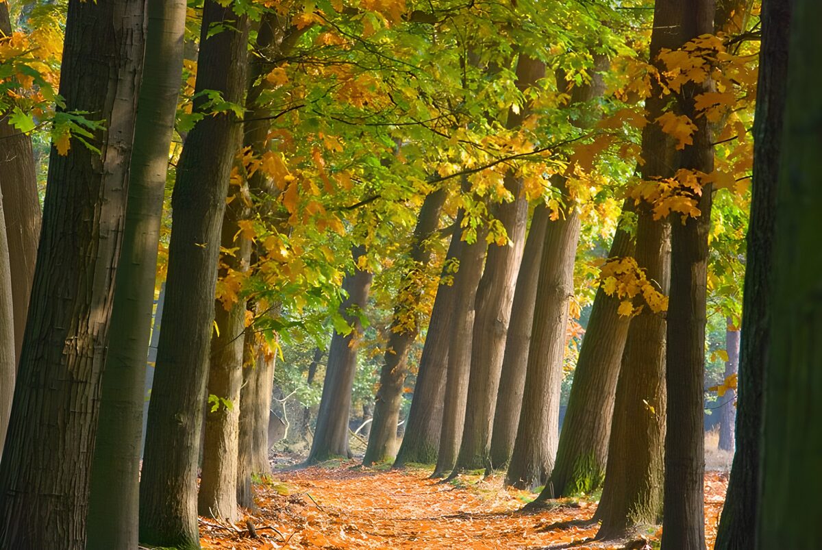 Autumn woodland path in dappled light