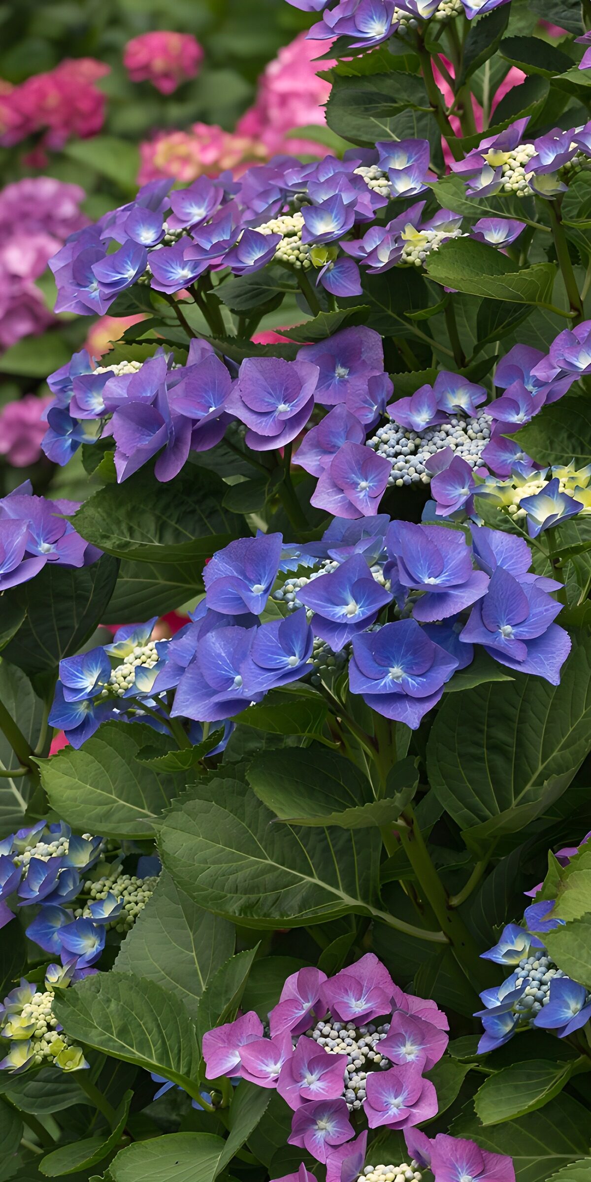 Blue and violet hydrangeas in soft light