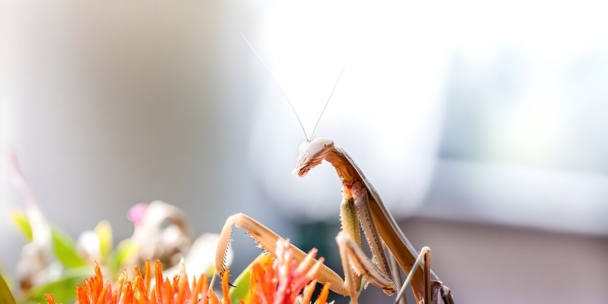 Brown mantis among orange-red flowers