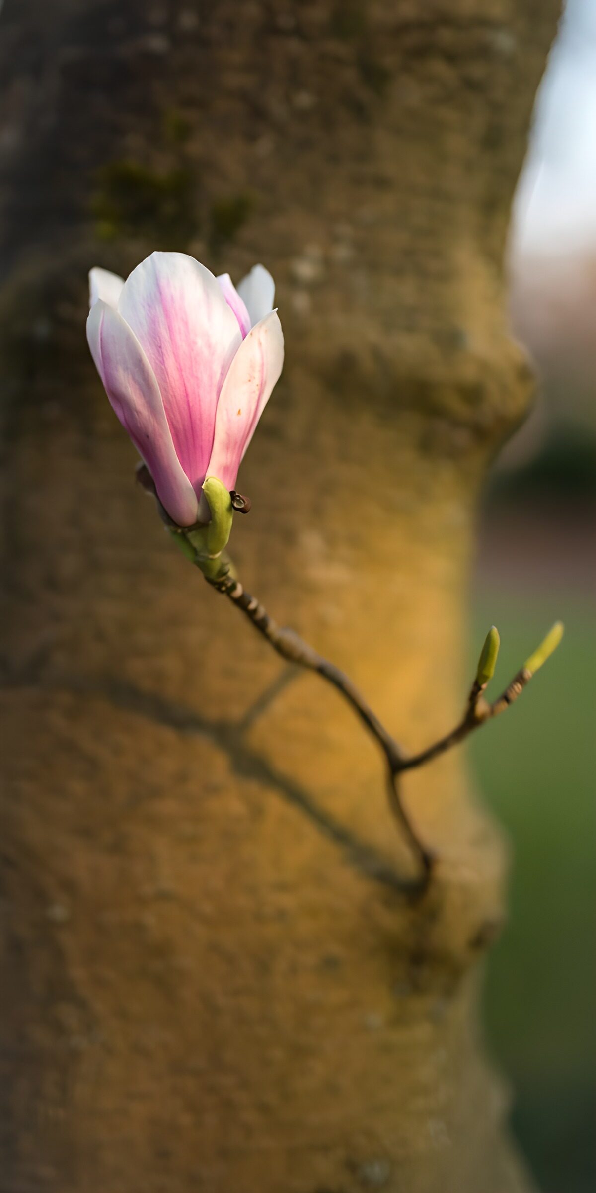 Pink magnolia in warm sunlight