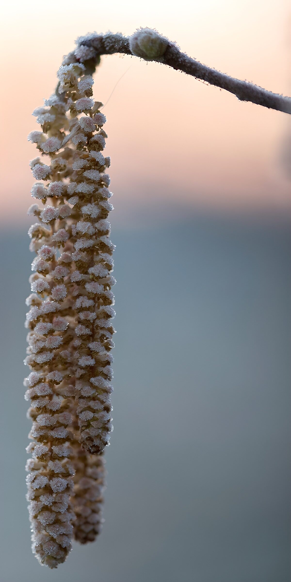 Frosted catkins in soft winter light