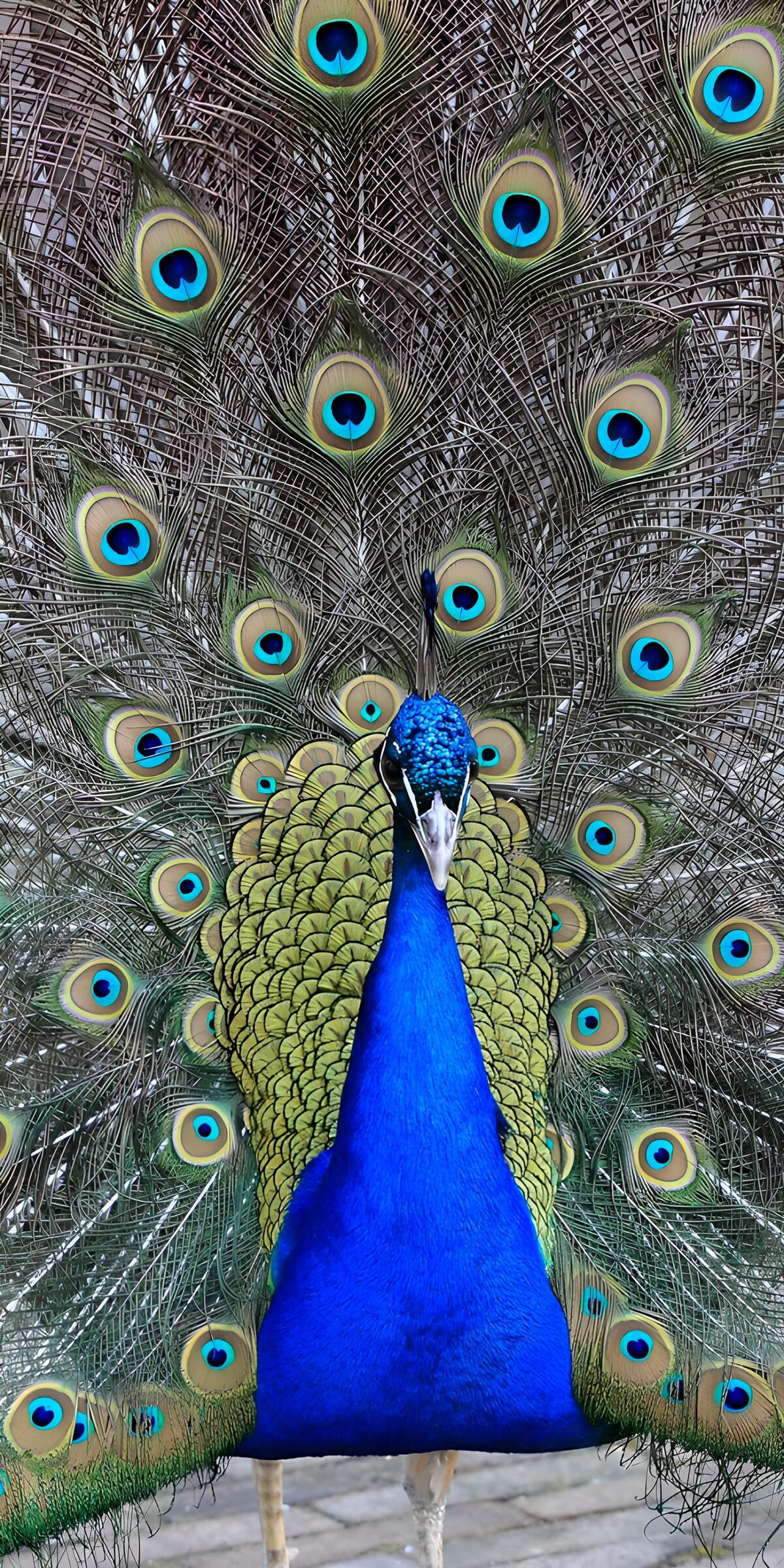 Blue peacock in a full-feathered display